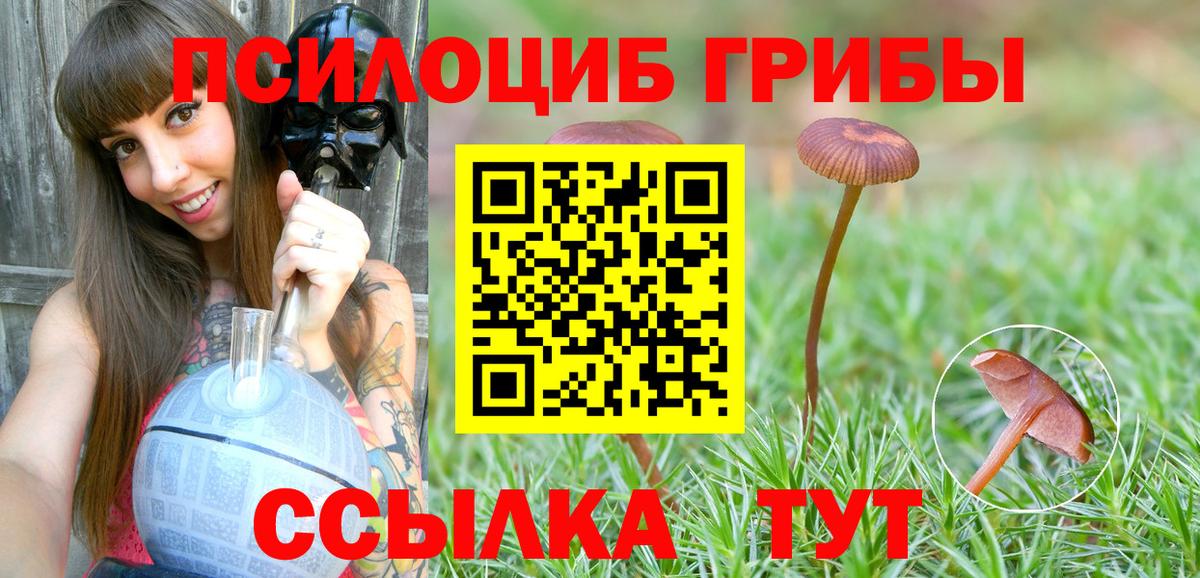 Галлюциногенные грибы Psilocybe Нижневартовск